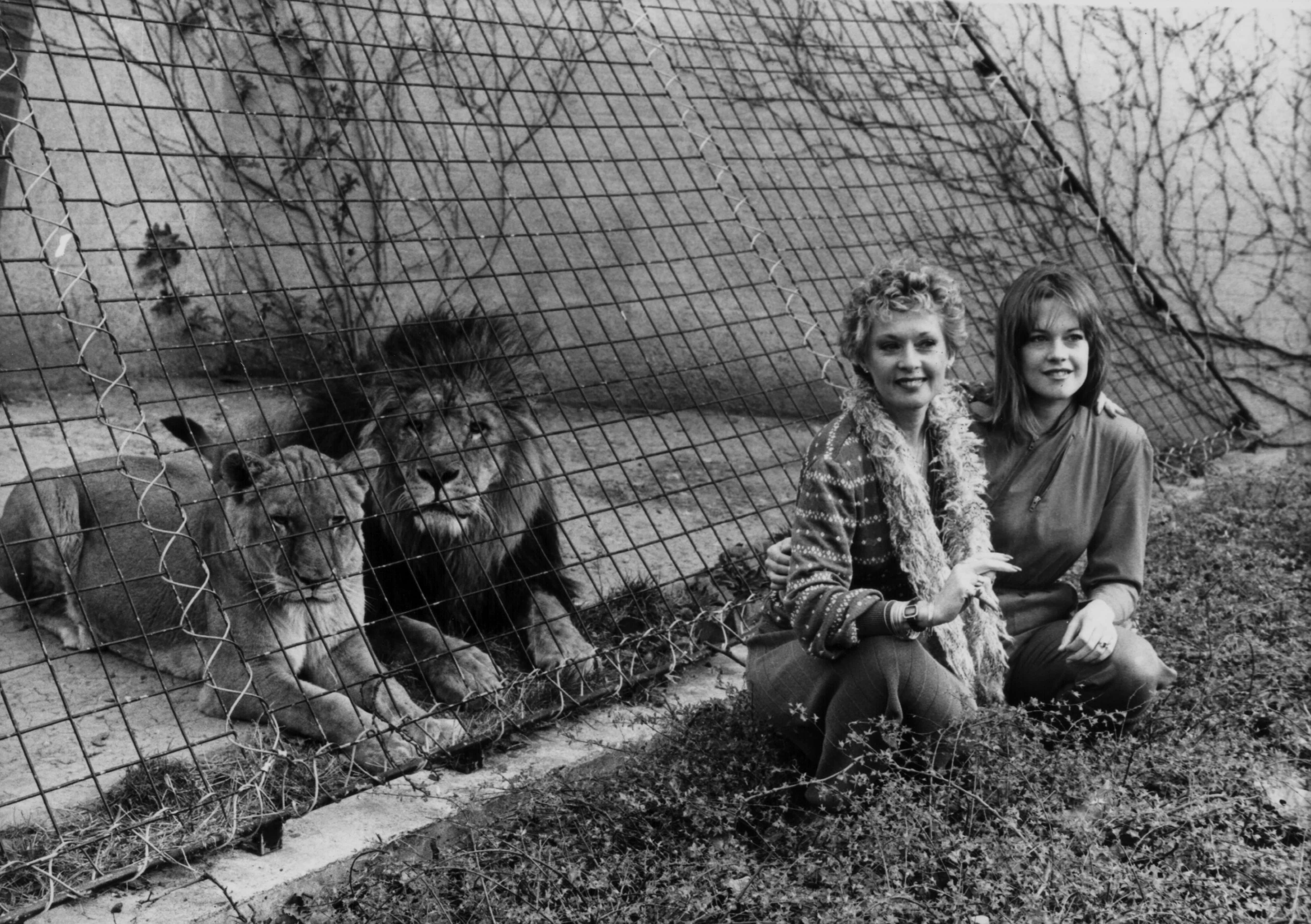 Tippi Hedren and her actress daughter Melanie Griffith posing with the lions at London Zoo