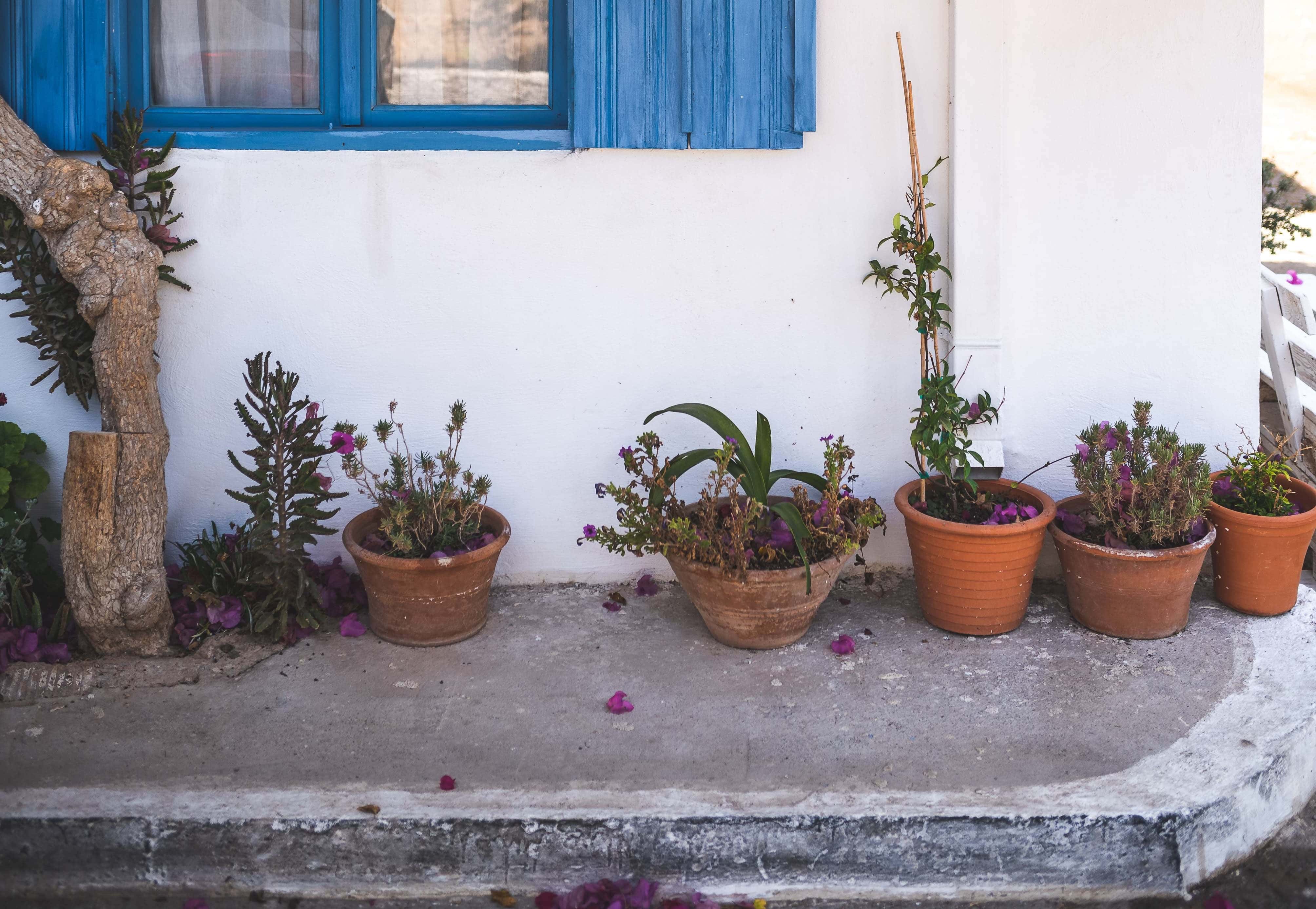 Caught on Home Security Cameras facts