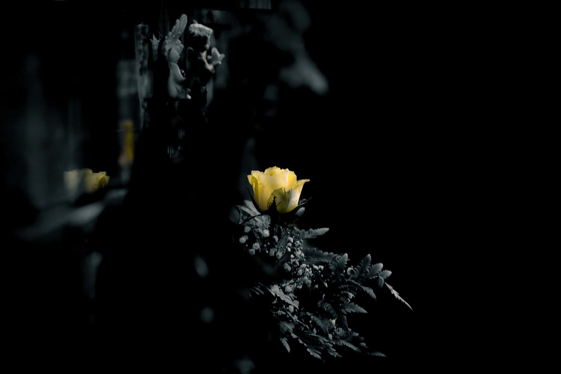 I’m In A Cult facts