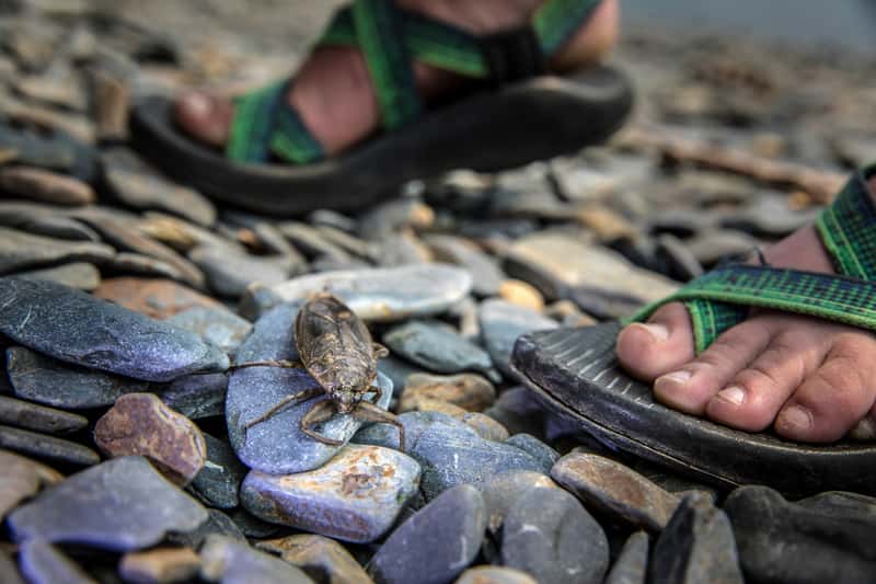 Stupid Tourists Facts