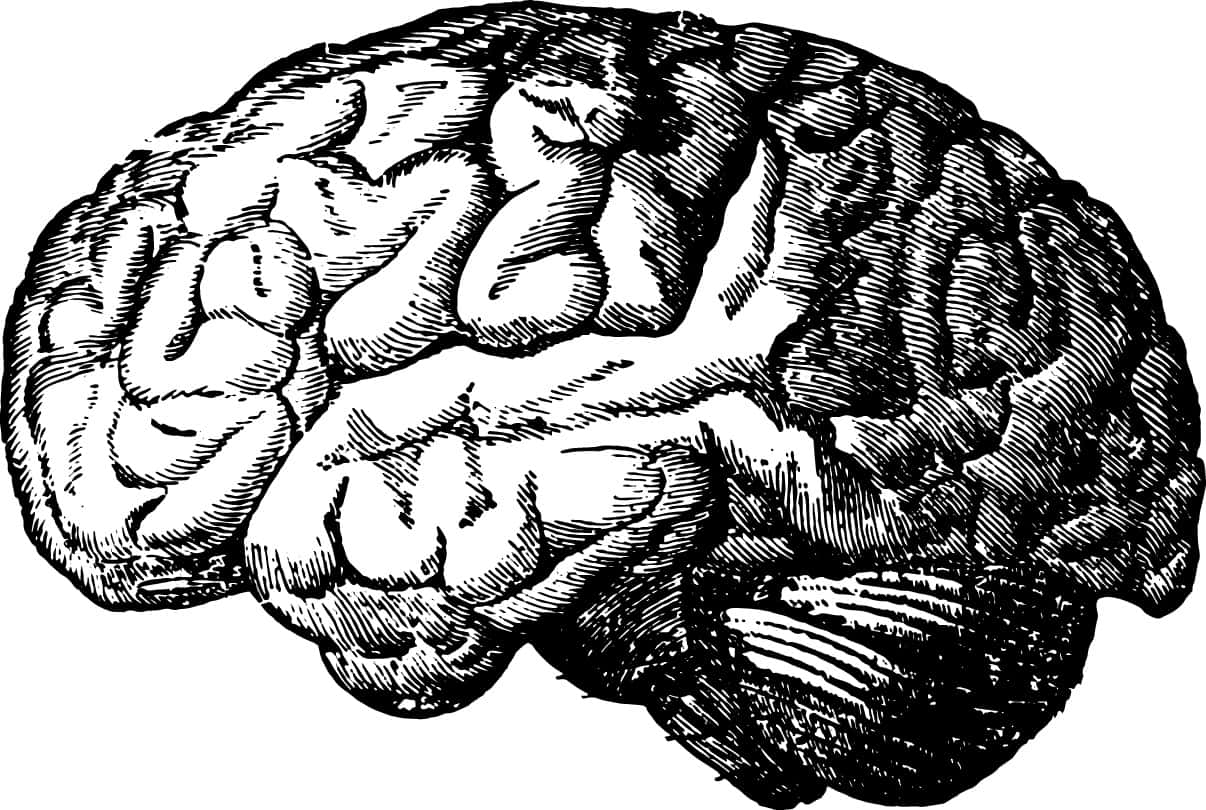 The brain, vintage engraving.