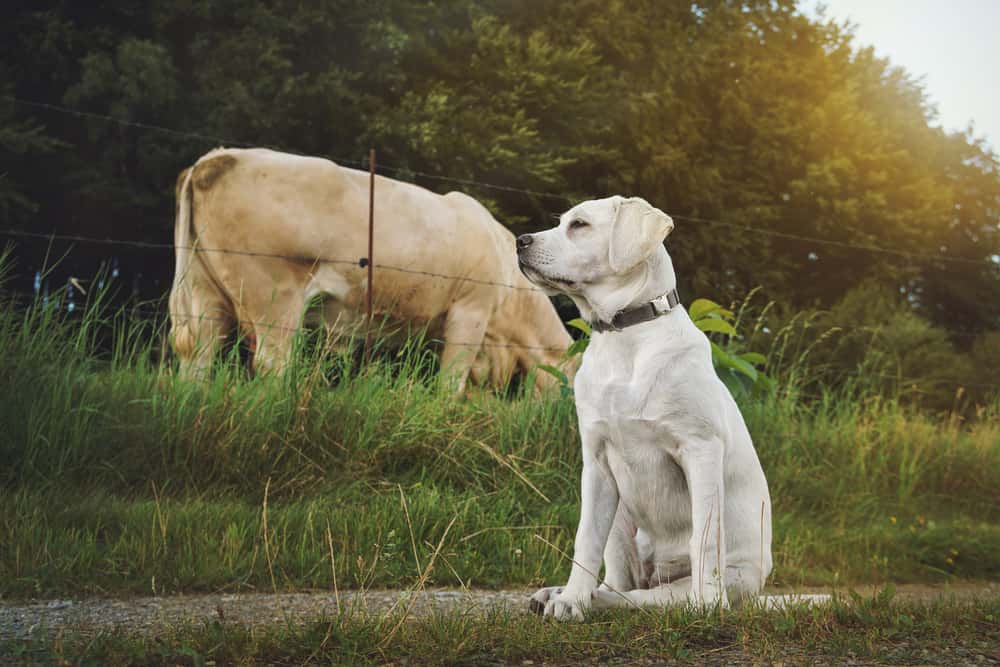 Caught on Home Security Cameras facts