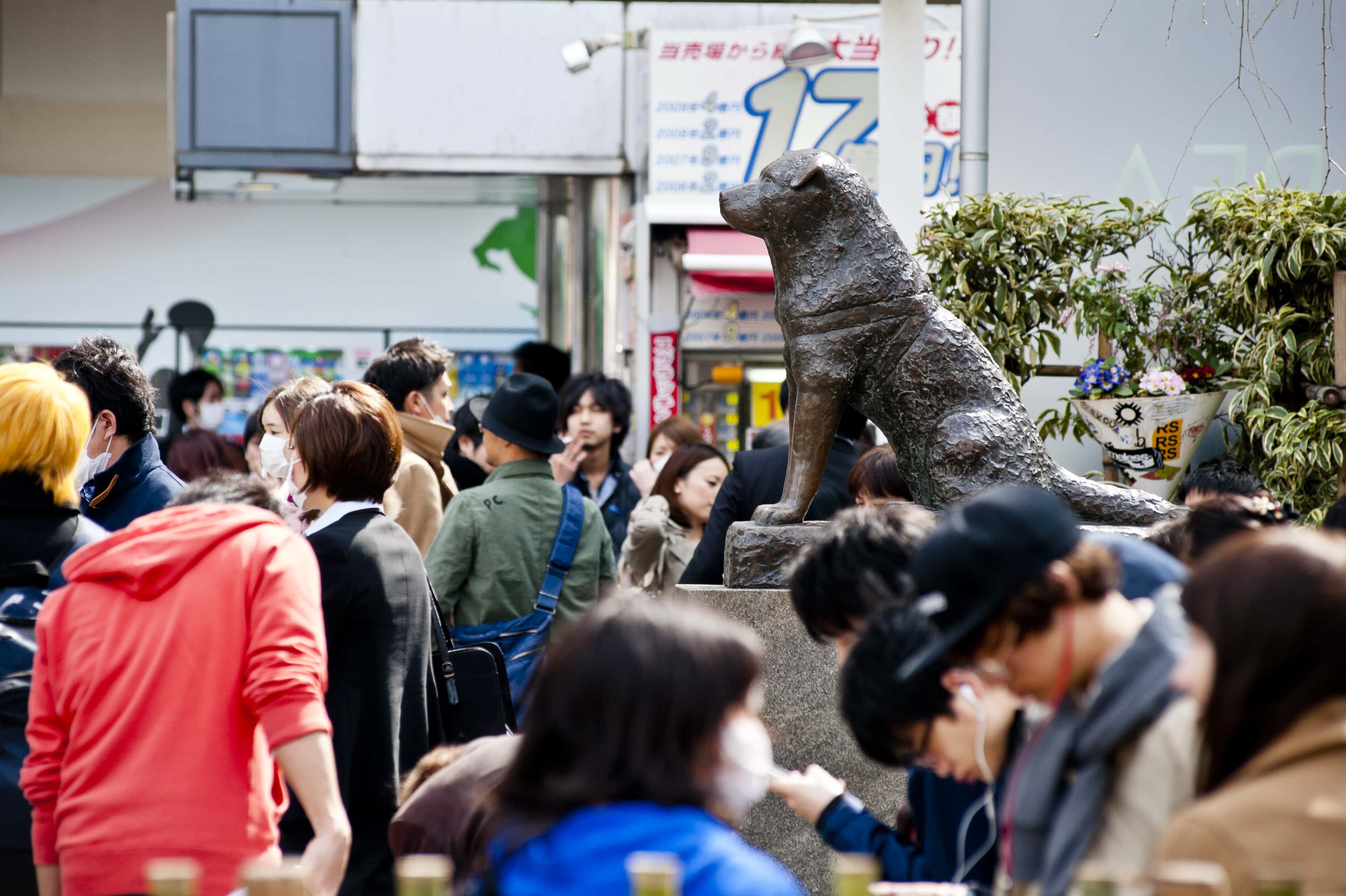 Hachiko Facts
