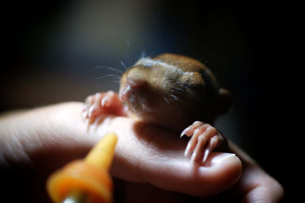 Strangest Thing Caught Doing Facts