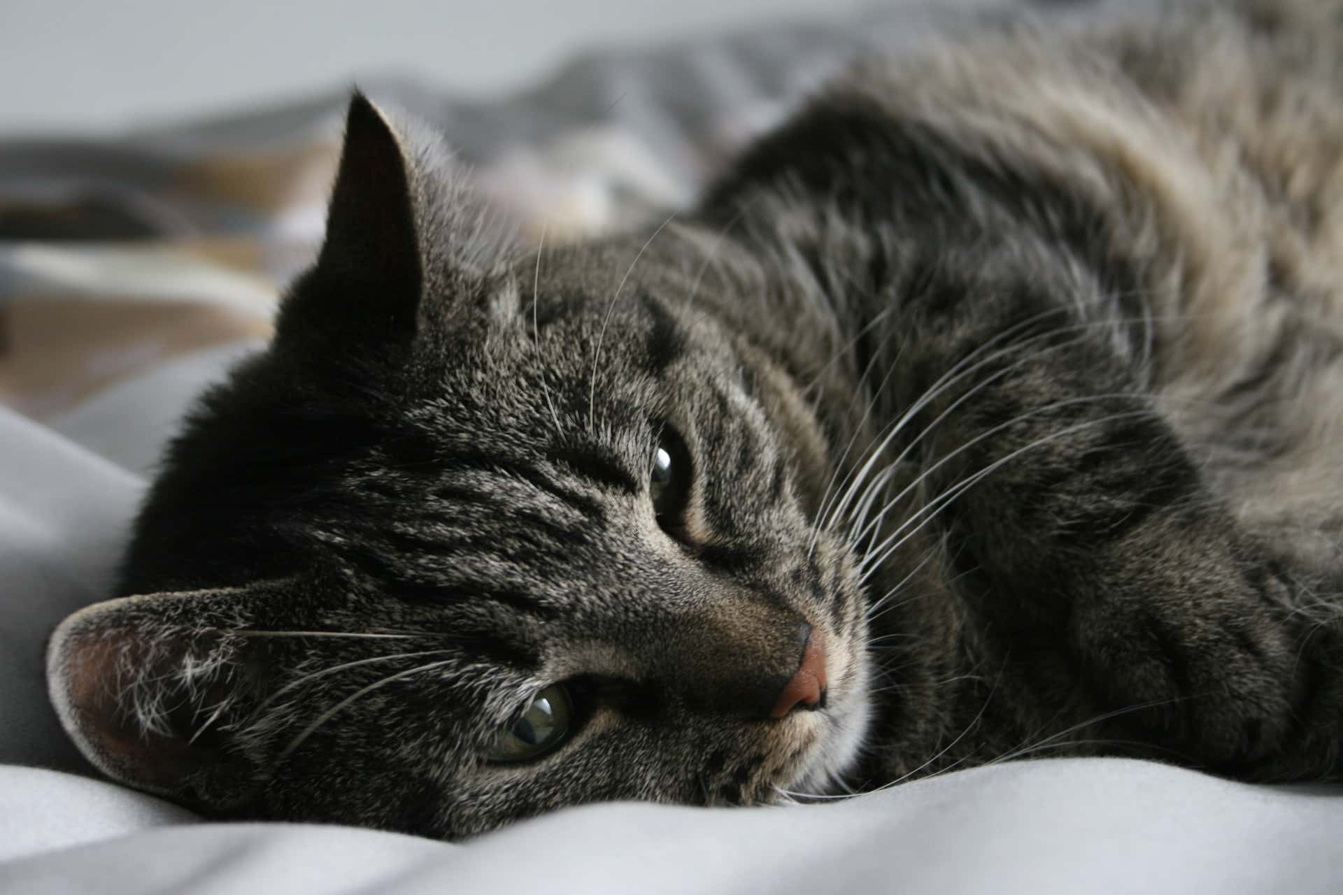 Something is Wrong facts