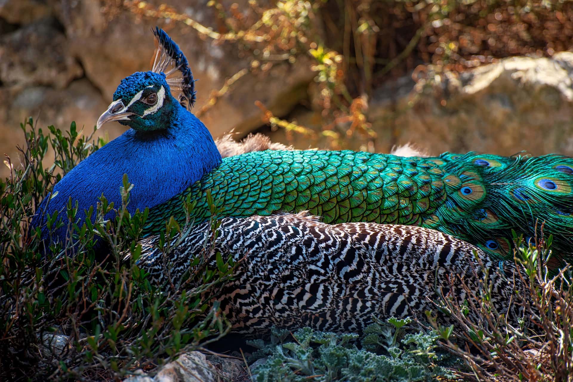 Randoms Acts of Kindness facts