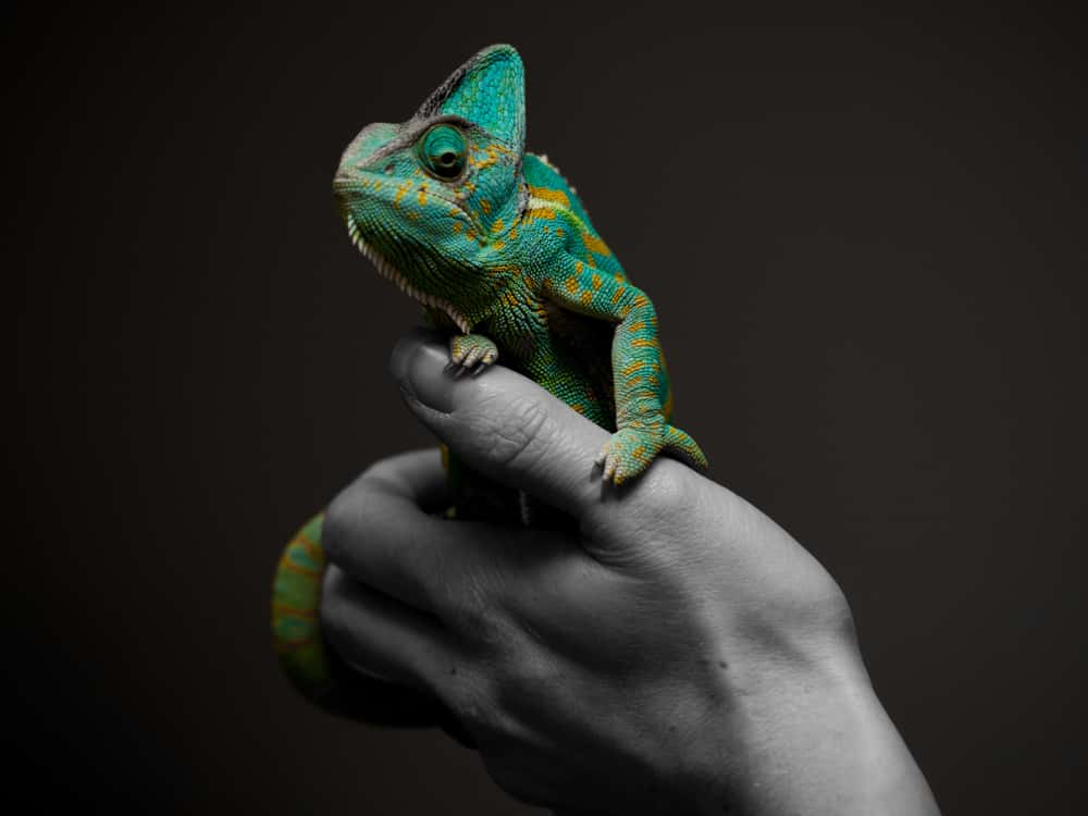 Sarah Bernhardt Facts