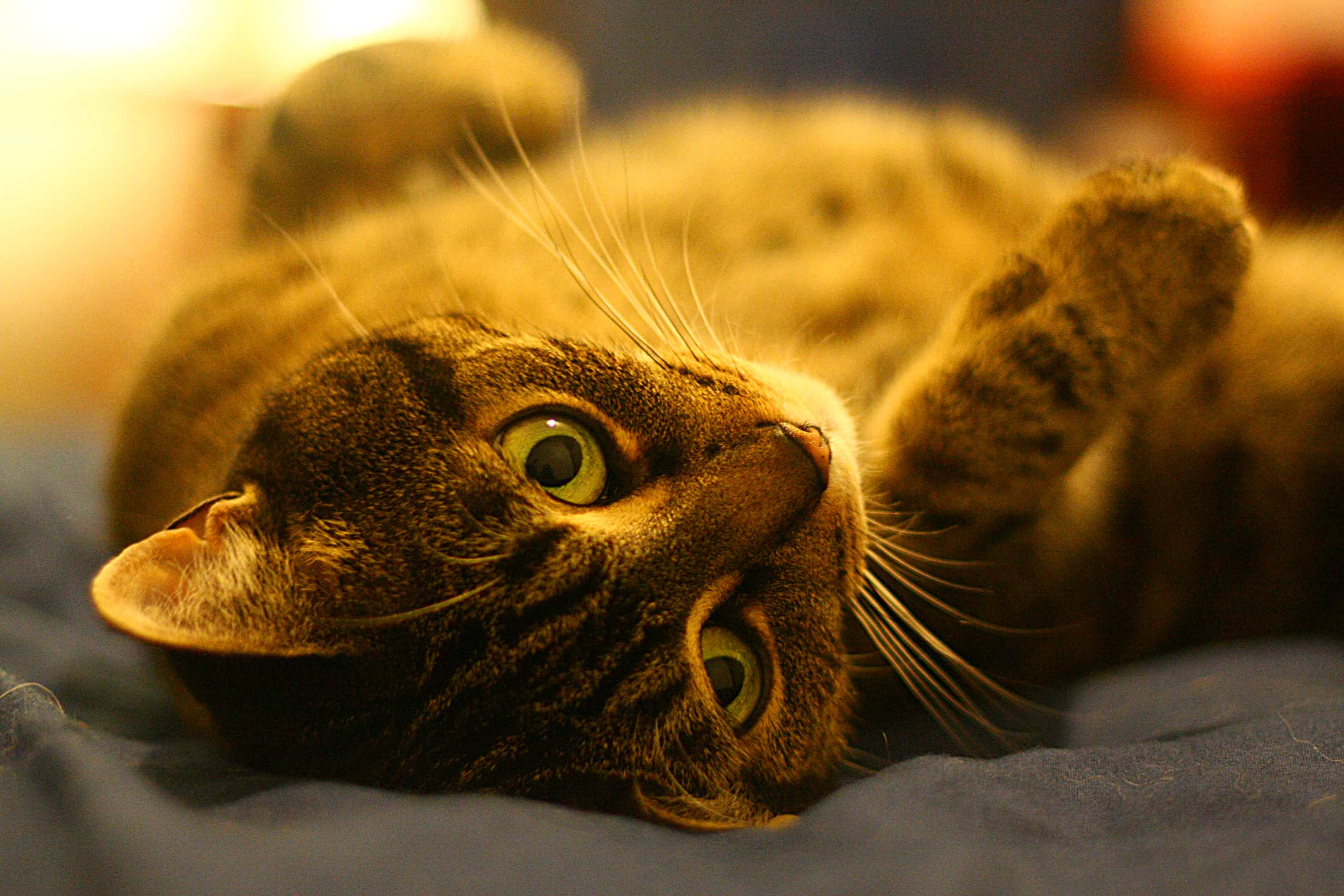 Animals’ Biggest Power Moves Facts