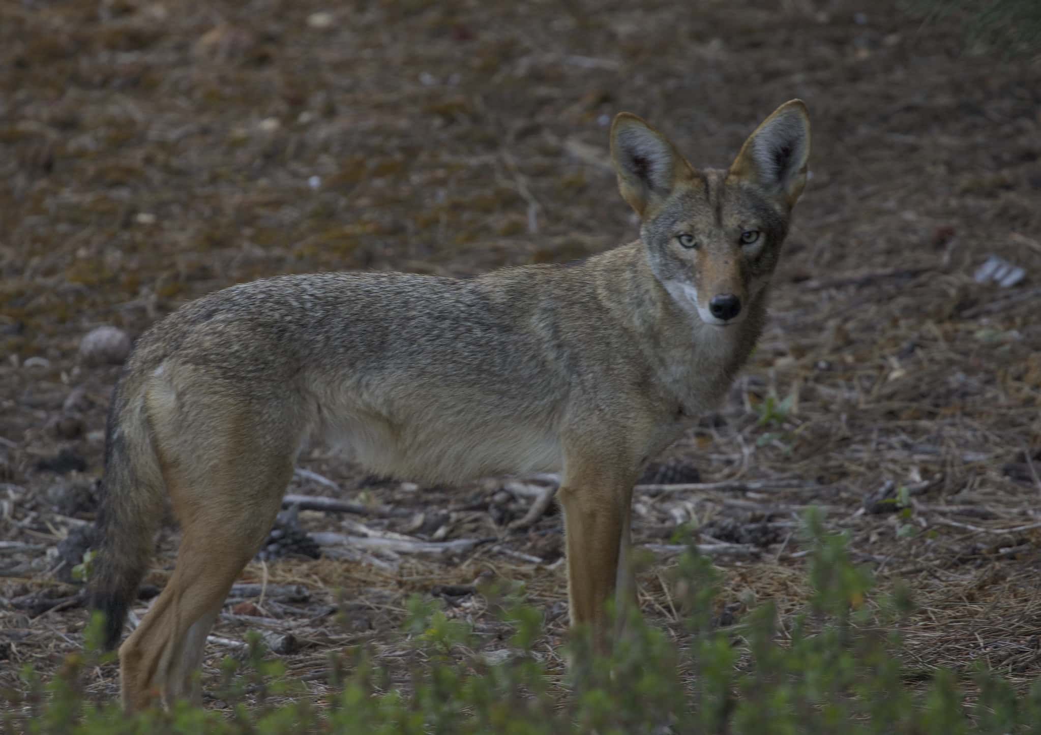 Late Night Hikers Facts