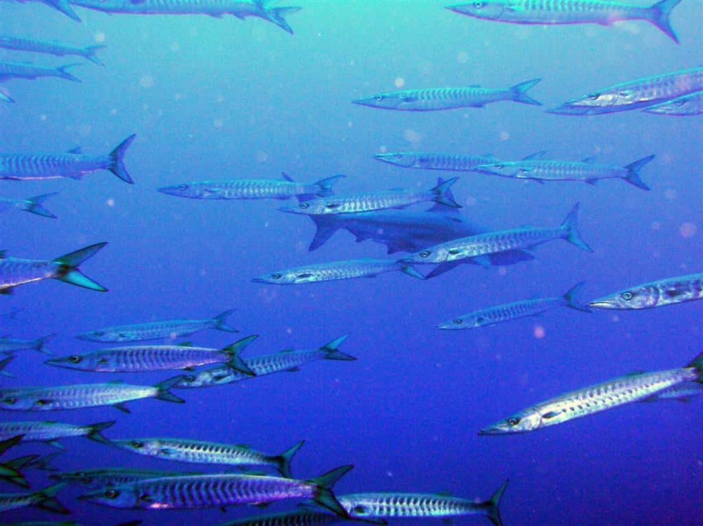 Underwater Diving Facts