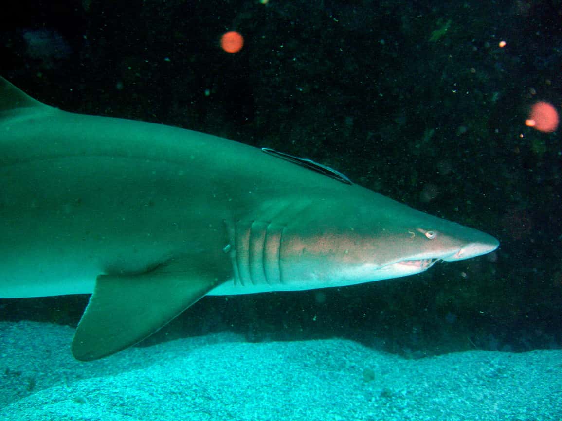 Underwater Diving Facts