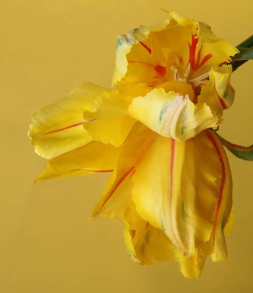 tulip mania editorial