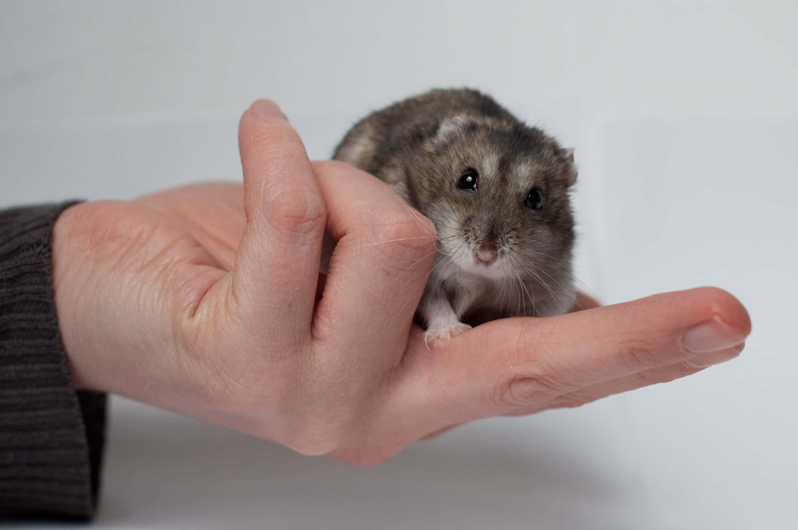 Animals’ Biggest Power Moves Facts