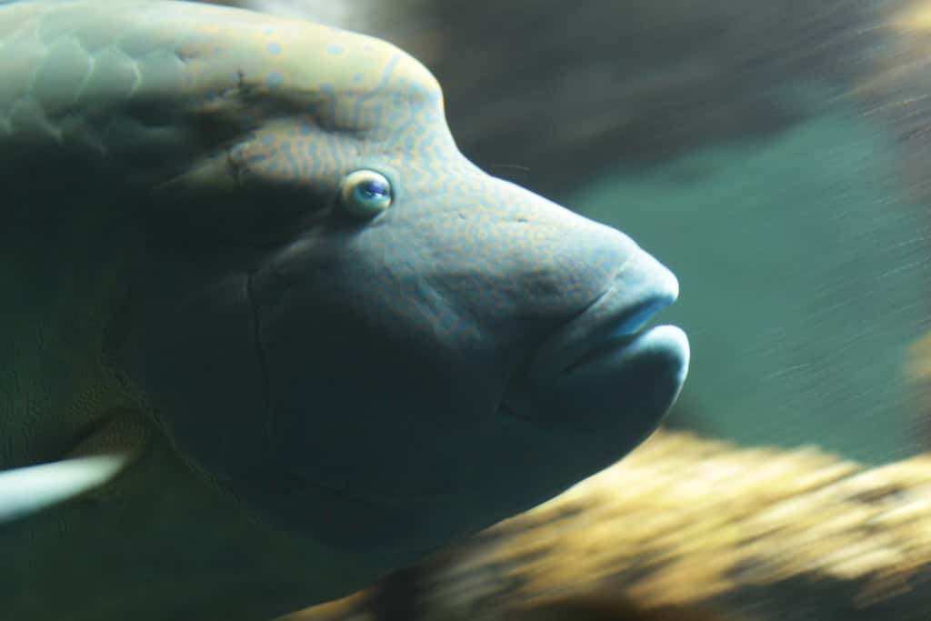 Underwater Diving Facts