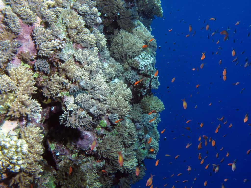 Underwater Diving Facts