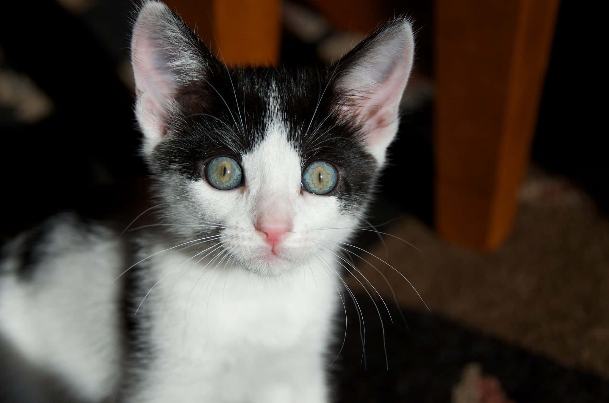 Inappropriate Laughter Facts