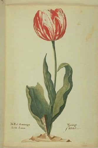 tulip mania editorial