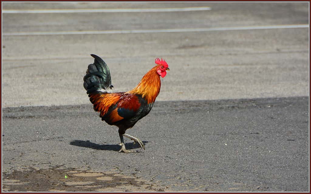 why did the chicken cross the road