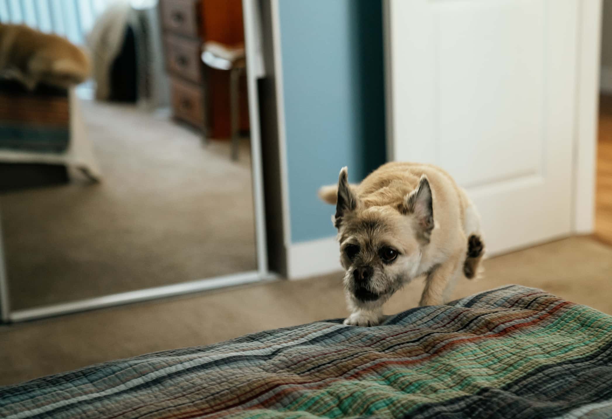 Animals’ Biggest Power Moves Facts