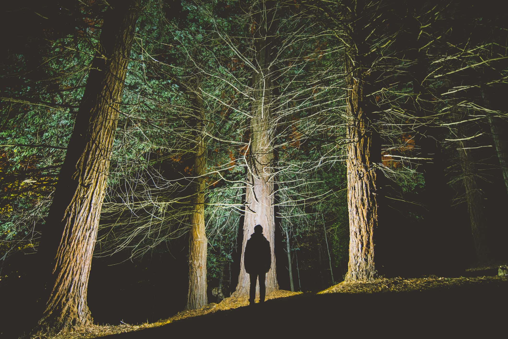 Late Night Hikers Facts