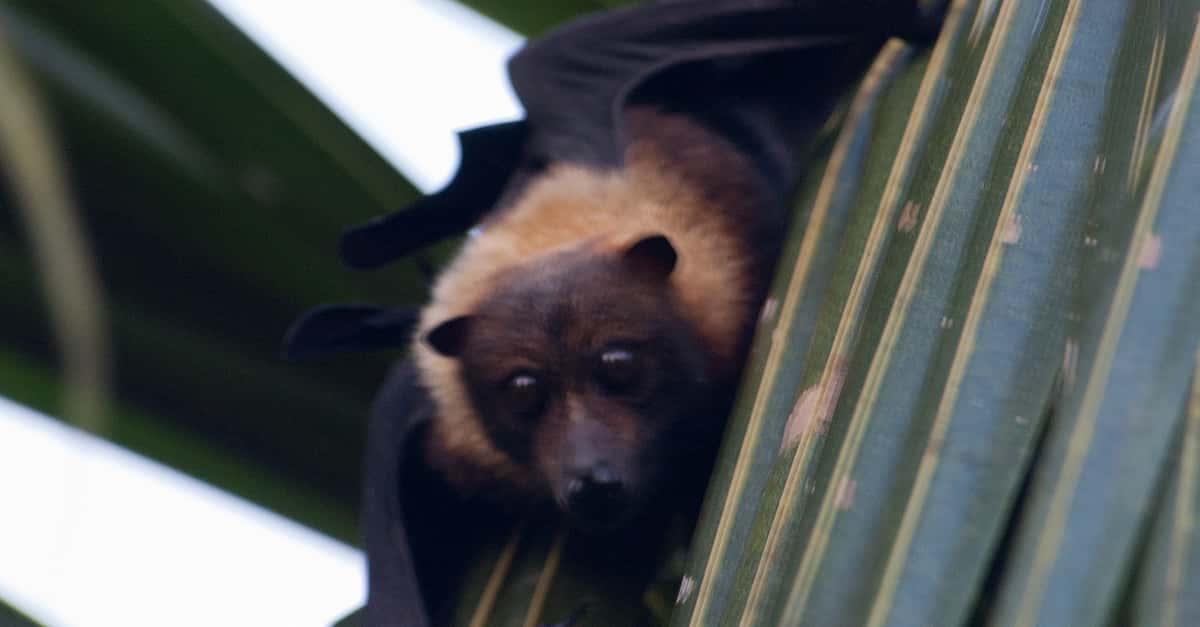 Why Do Men Have Nipples?