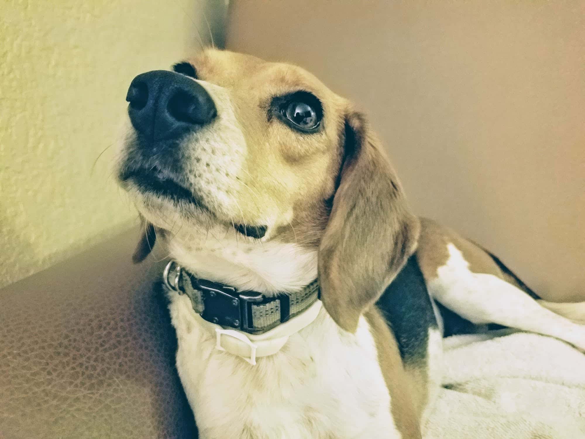 Animals’ Biggest Power Moves Facts