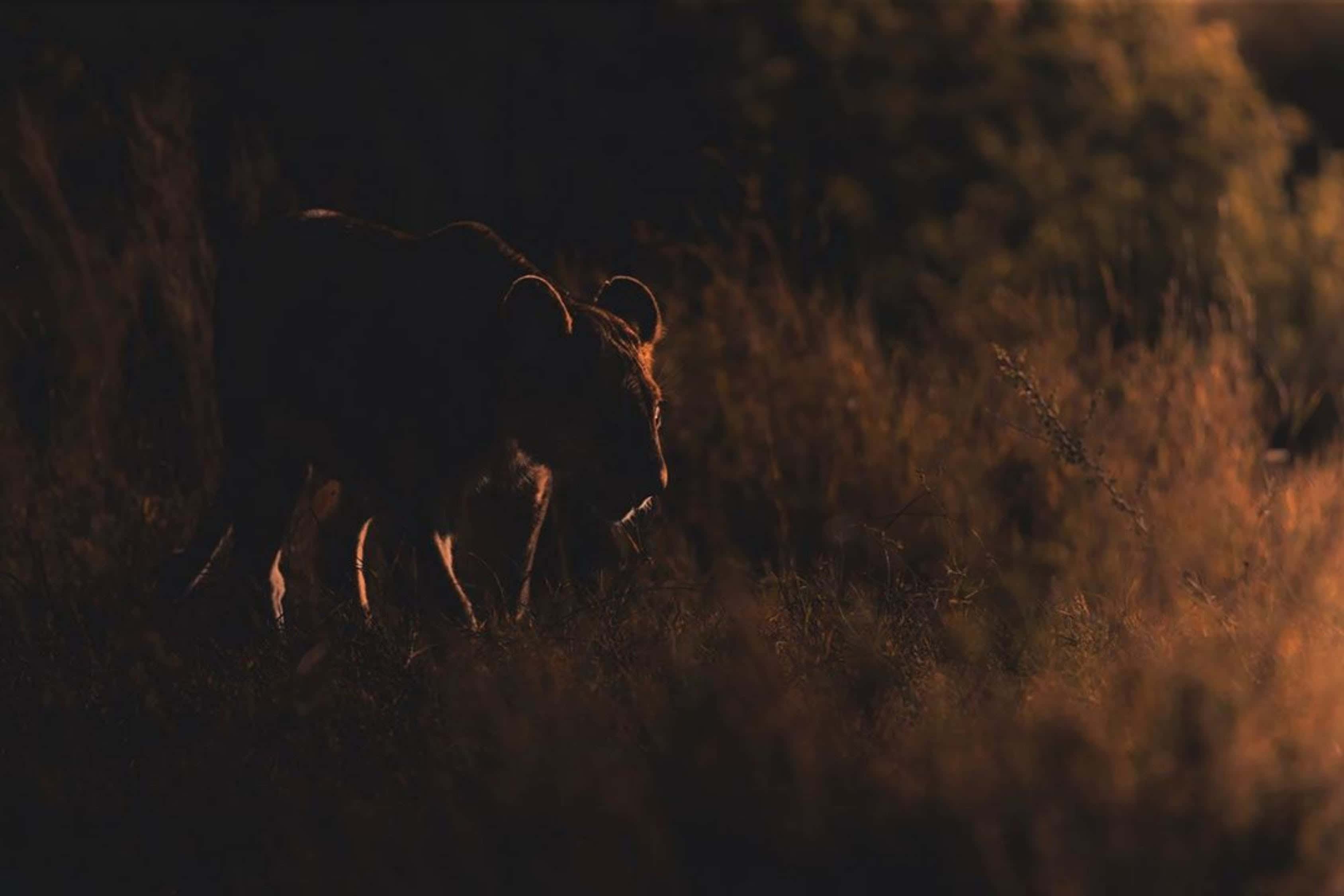 Late Night Hikers Facts