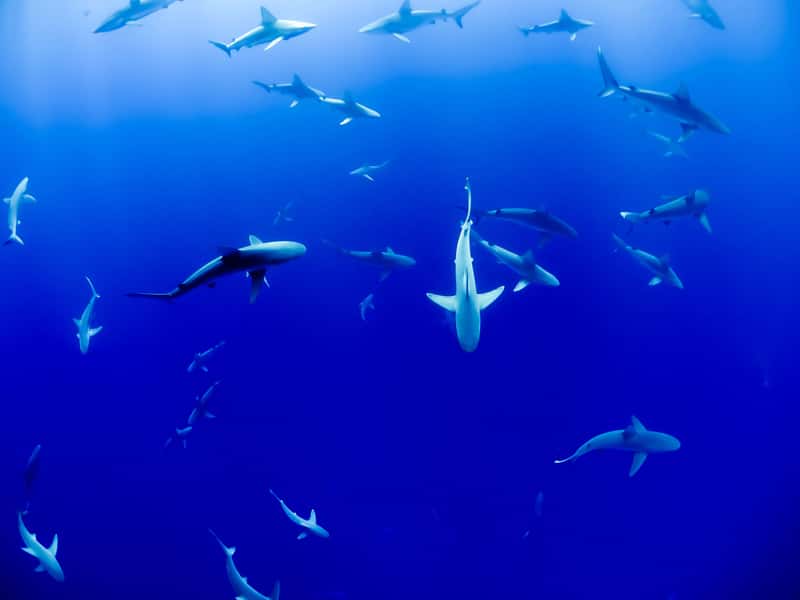 Underwater Diving Facts