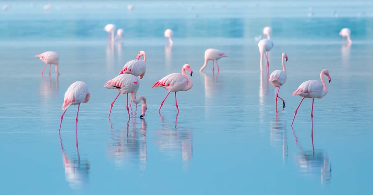Why Are Flamingos Pink?