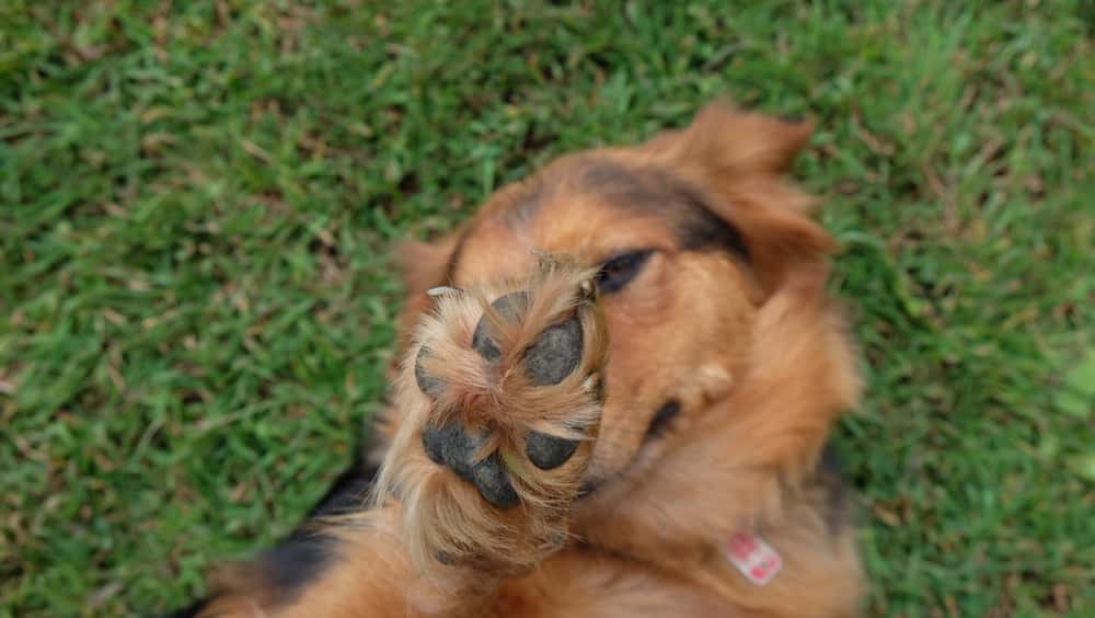 Animals’ Biggest Power Moves Facts