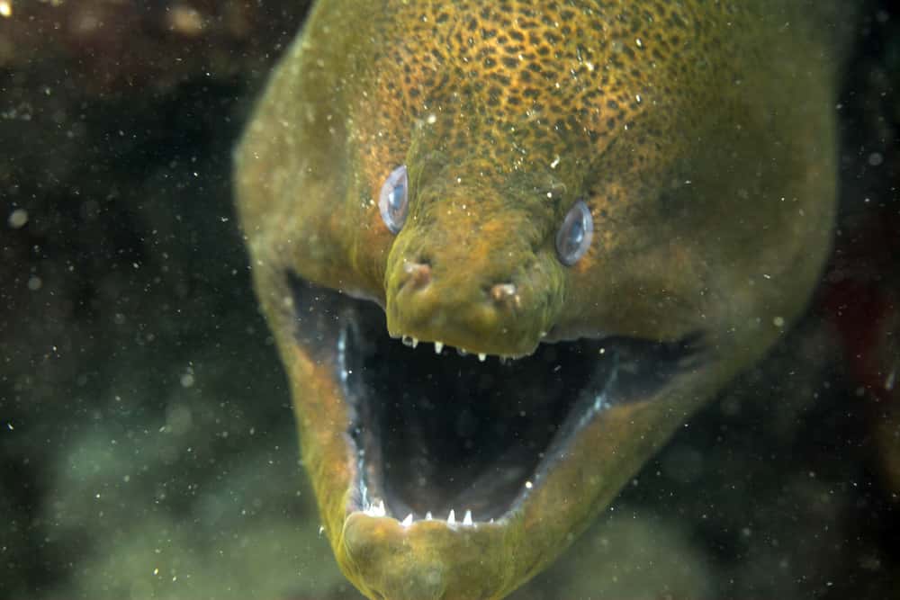 Underwater Diving Facts