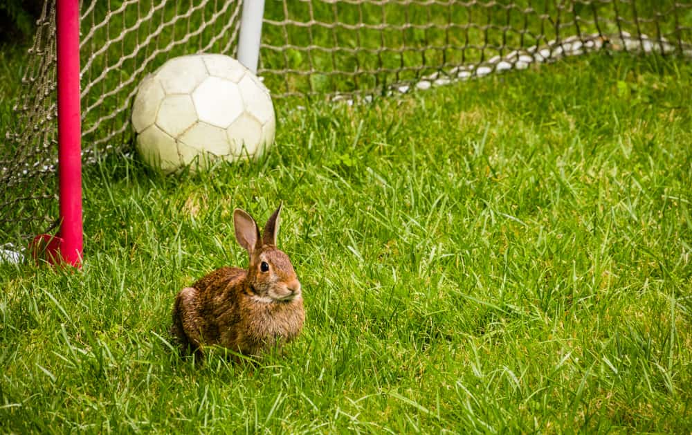 Animals’ Biggest Power Moves Facts