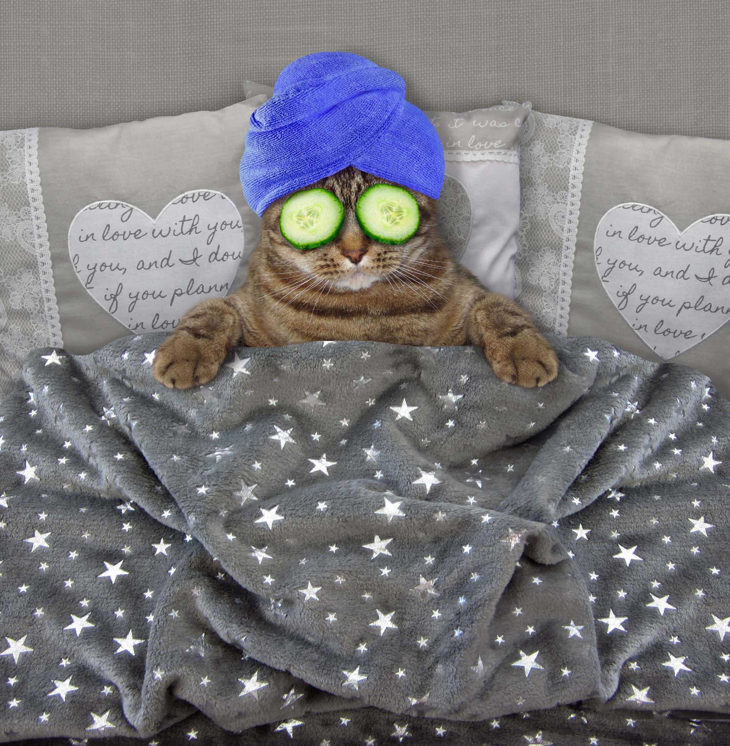 Why are cats afraid of cucumbers editorial