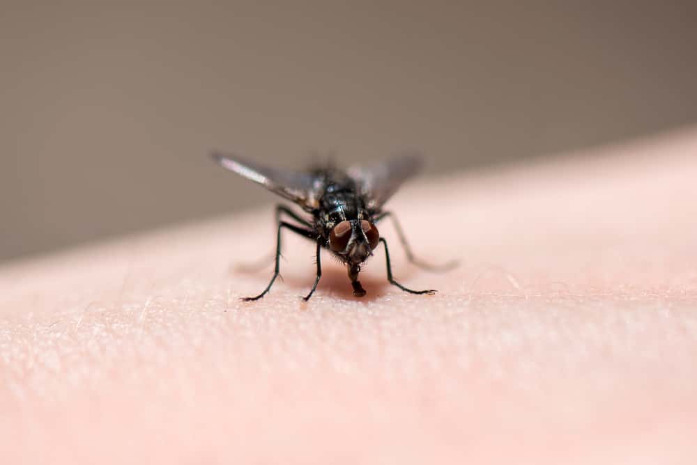 Inappropriate Laughter Facts