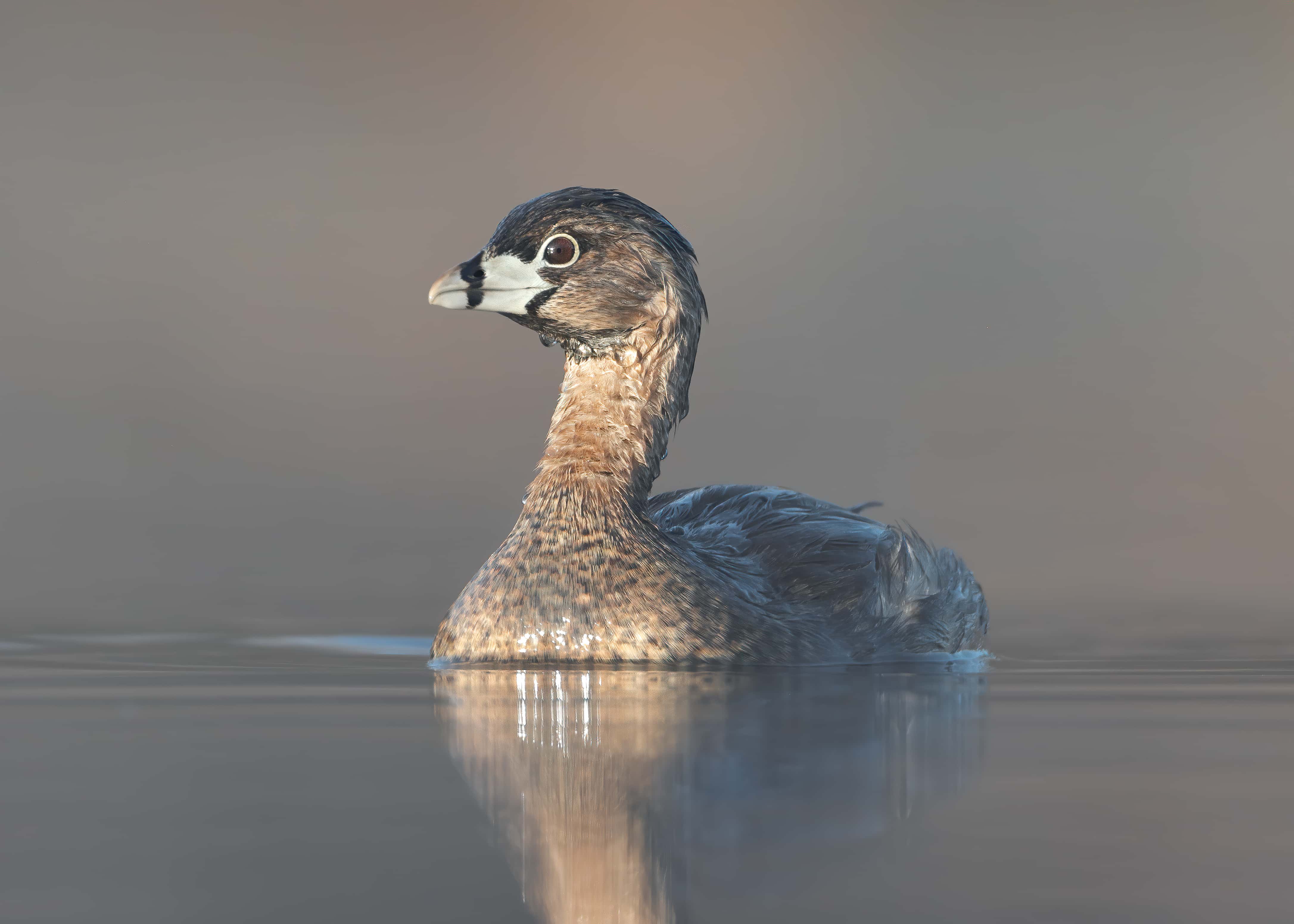 Why Are Flamingos Pink?