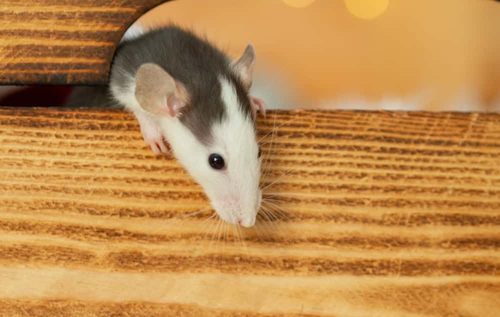 Animals’ Biggest Power Moves Facts