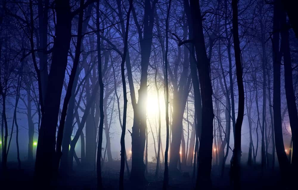 Late Night Hikers Facts