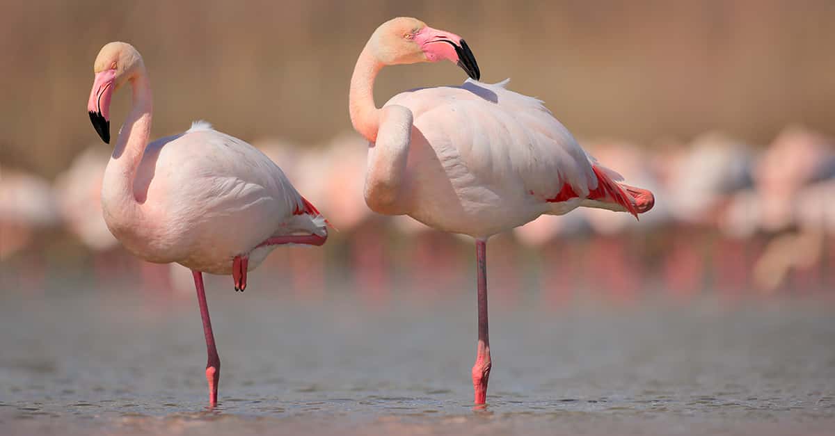 Why Are Flamingos Pink?