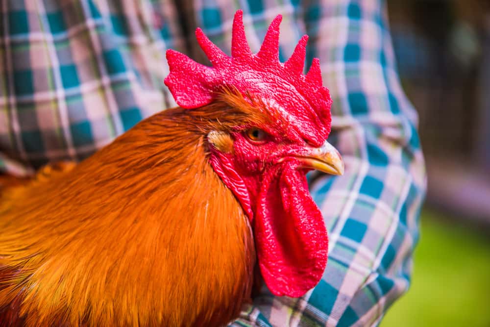 Jerry Springer Facts