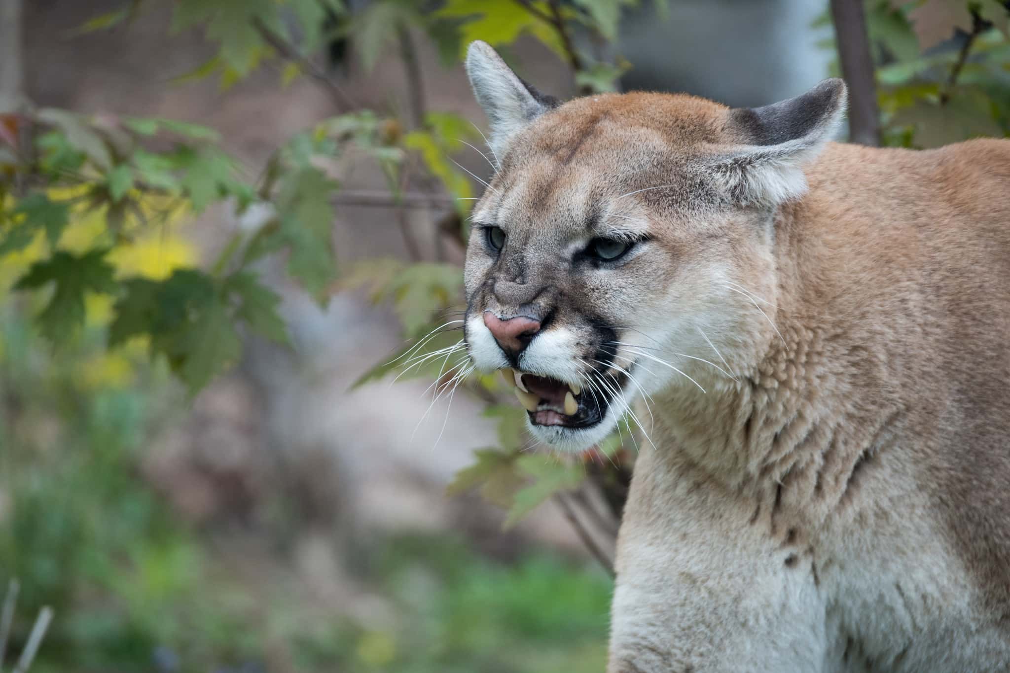 Nature-Walking Encounters Facts