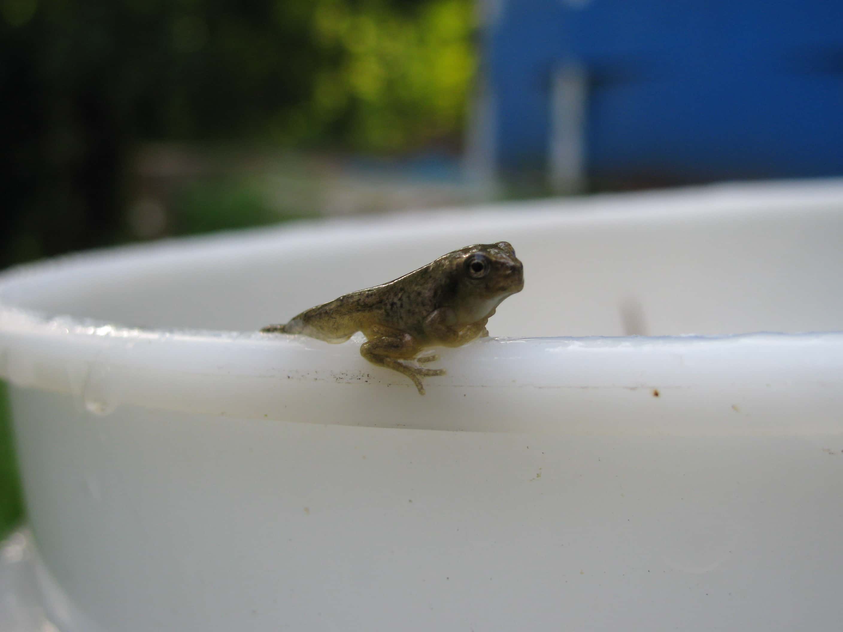 Acts of Kindness Facts