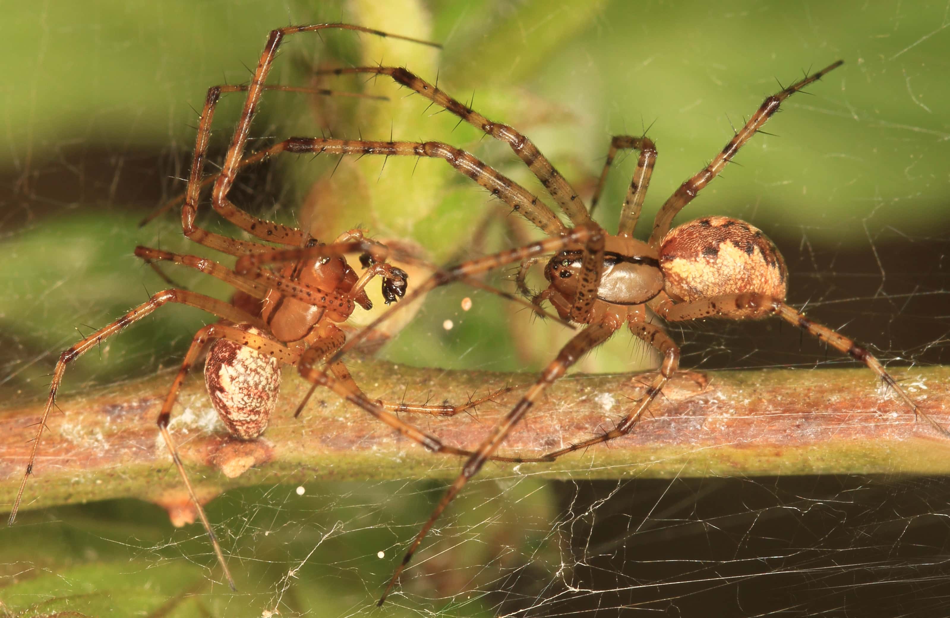 Creepiest Thing They Have Ever Seen Facts