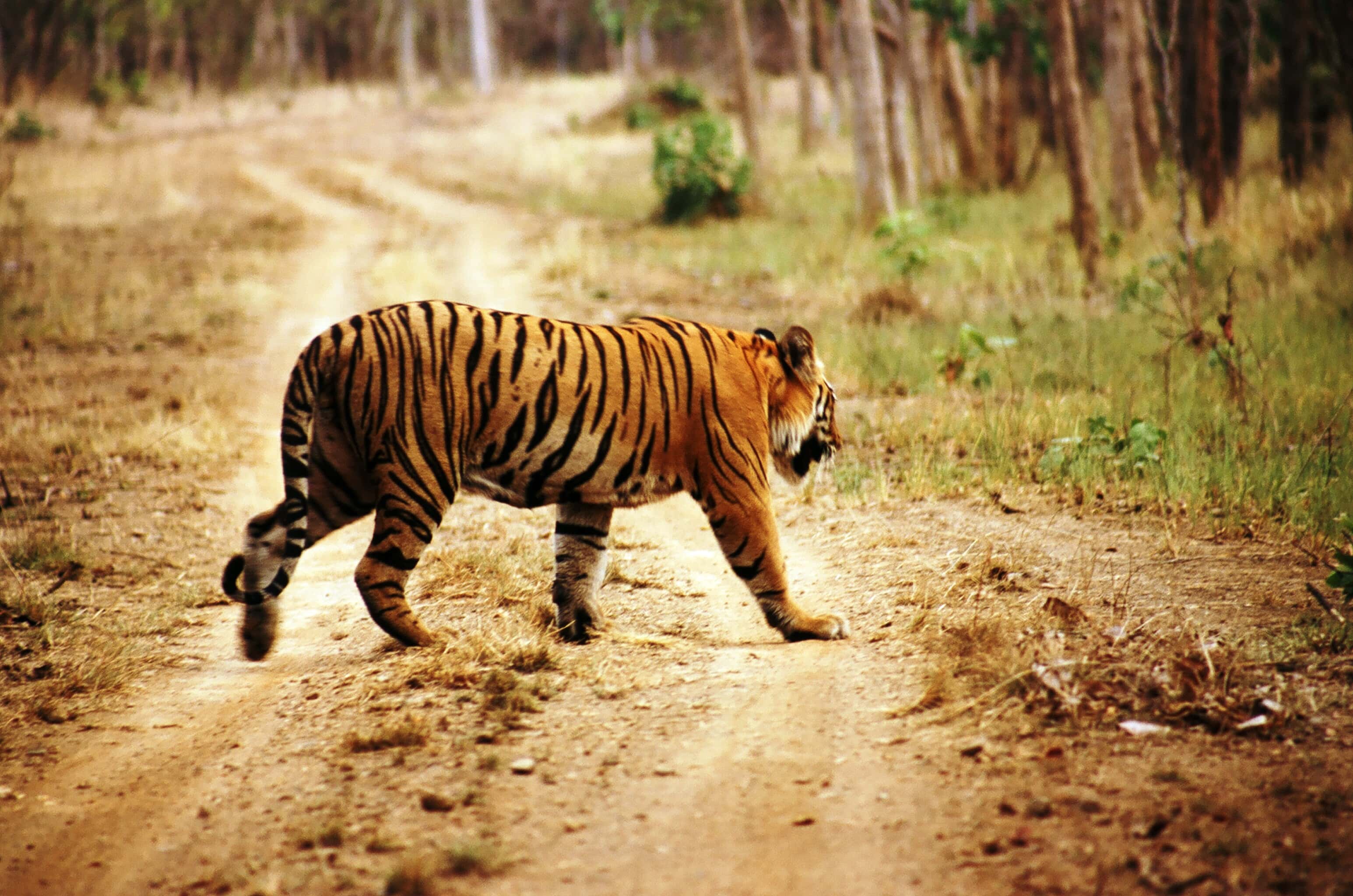 Franz Ferdinand Facts