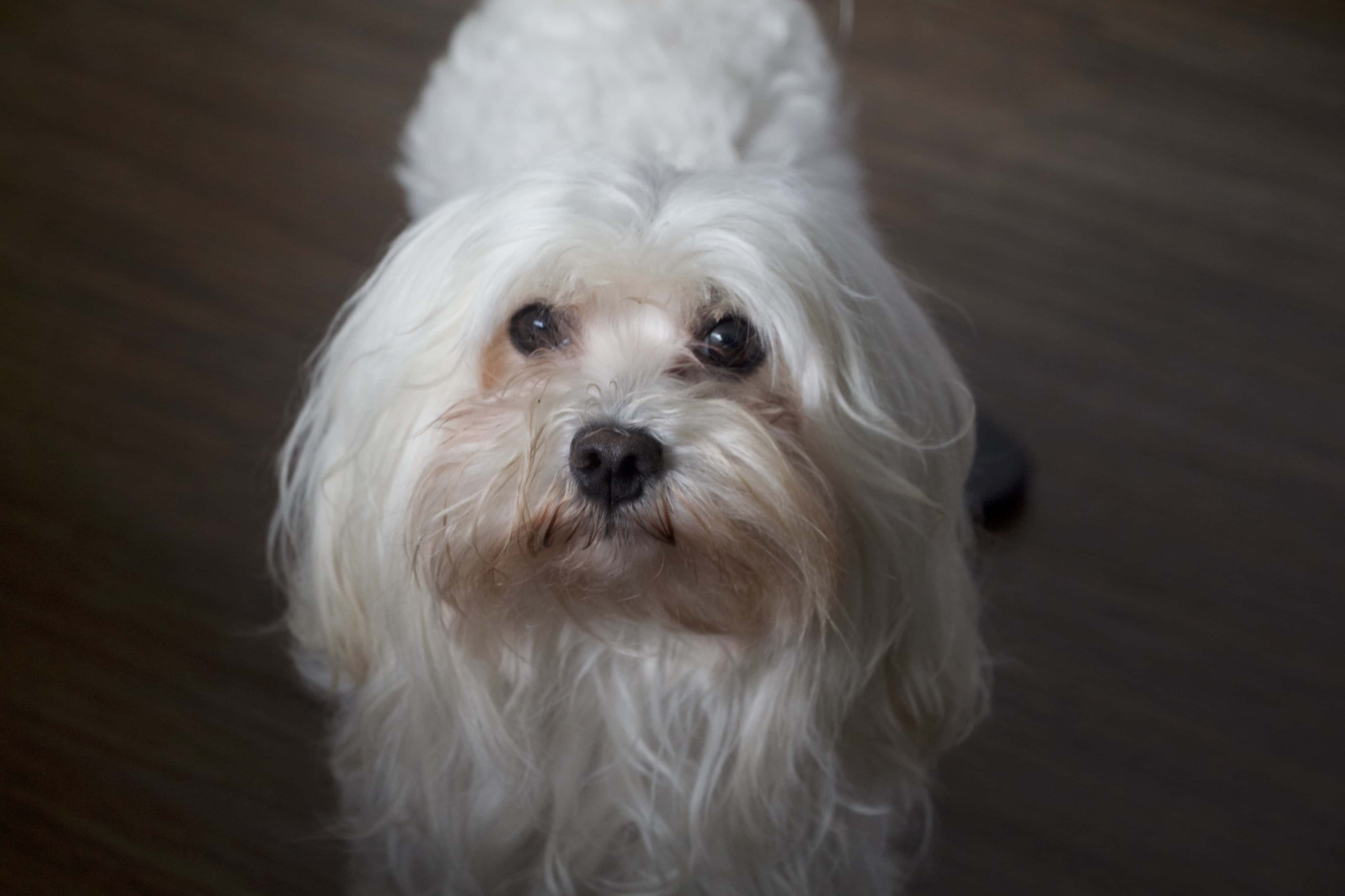 Spoiled Heiress Facts