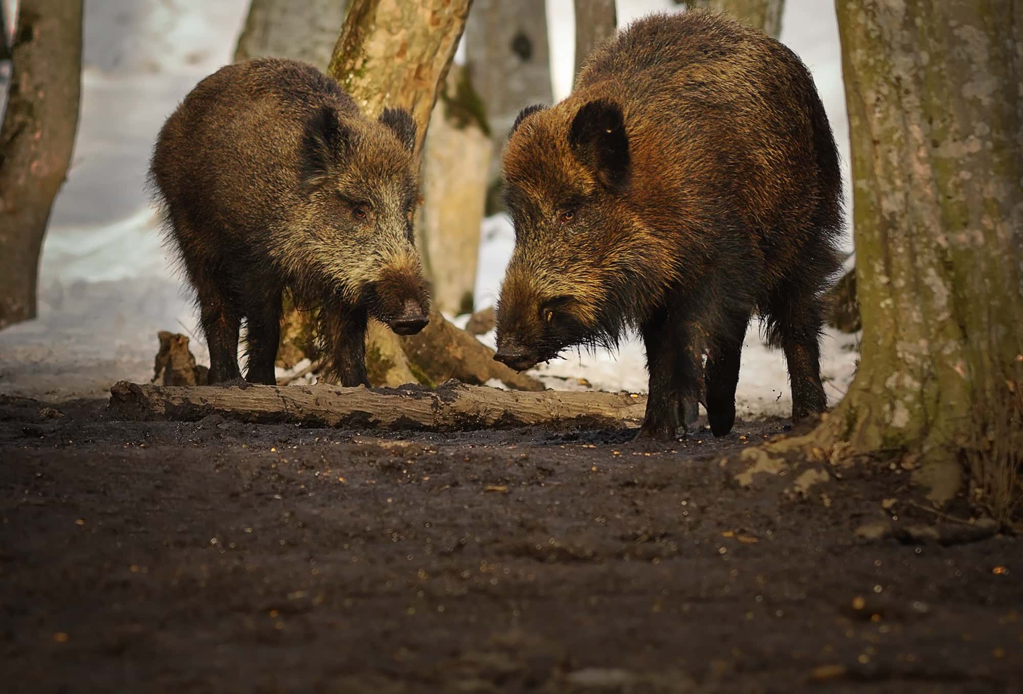 Terrifying Camping Experiences facts