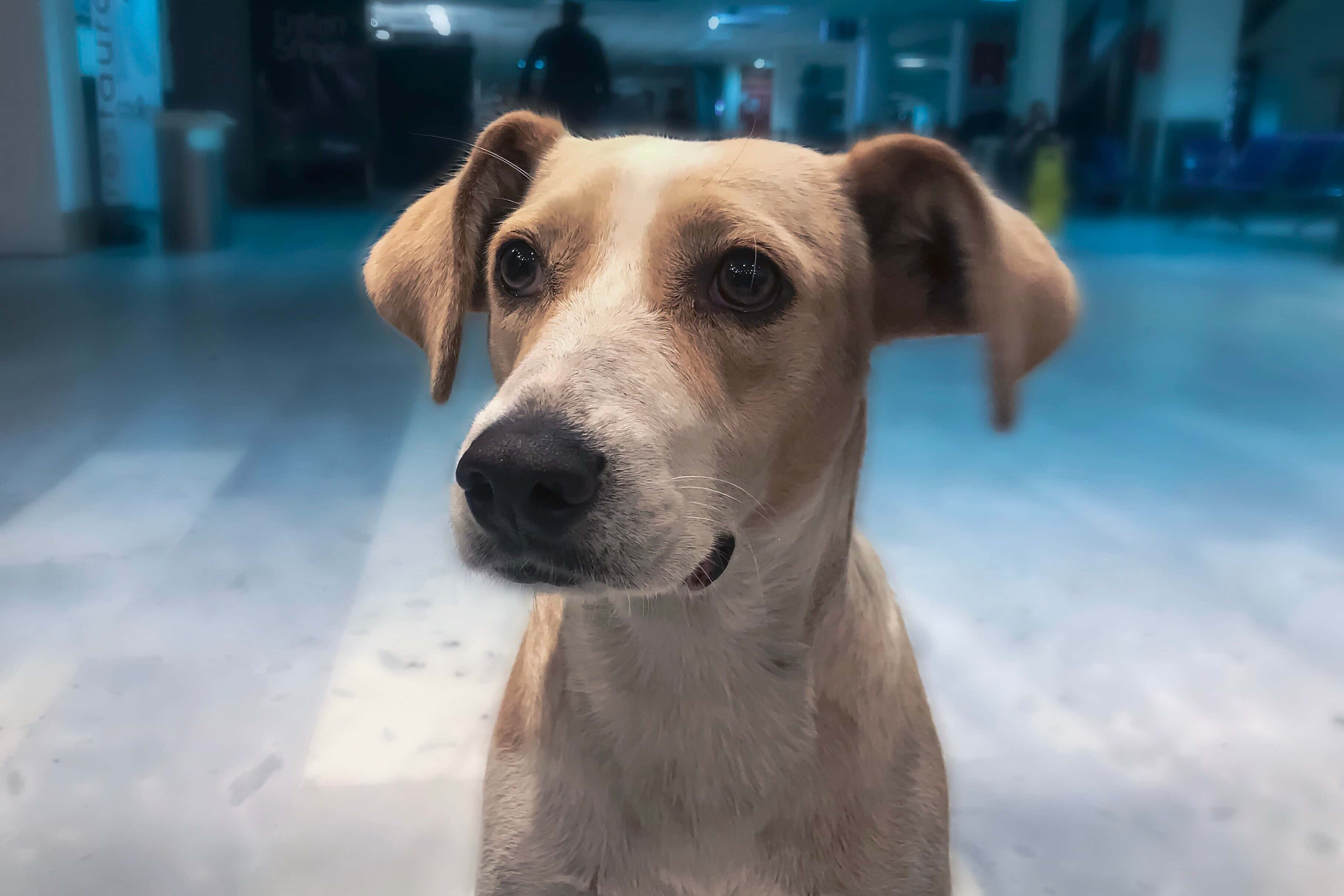 Airport Goodbyes Facts