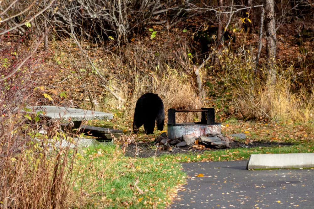 Terrifying Camping Experiences facts