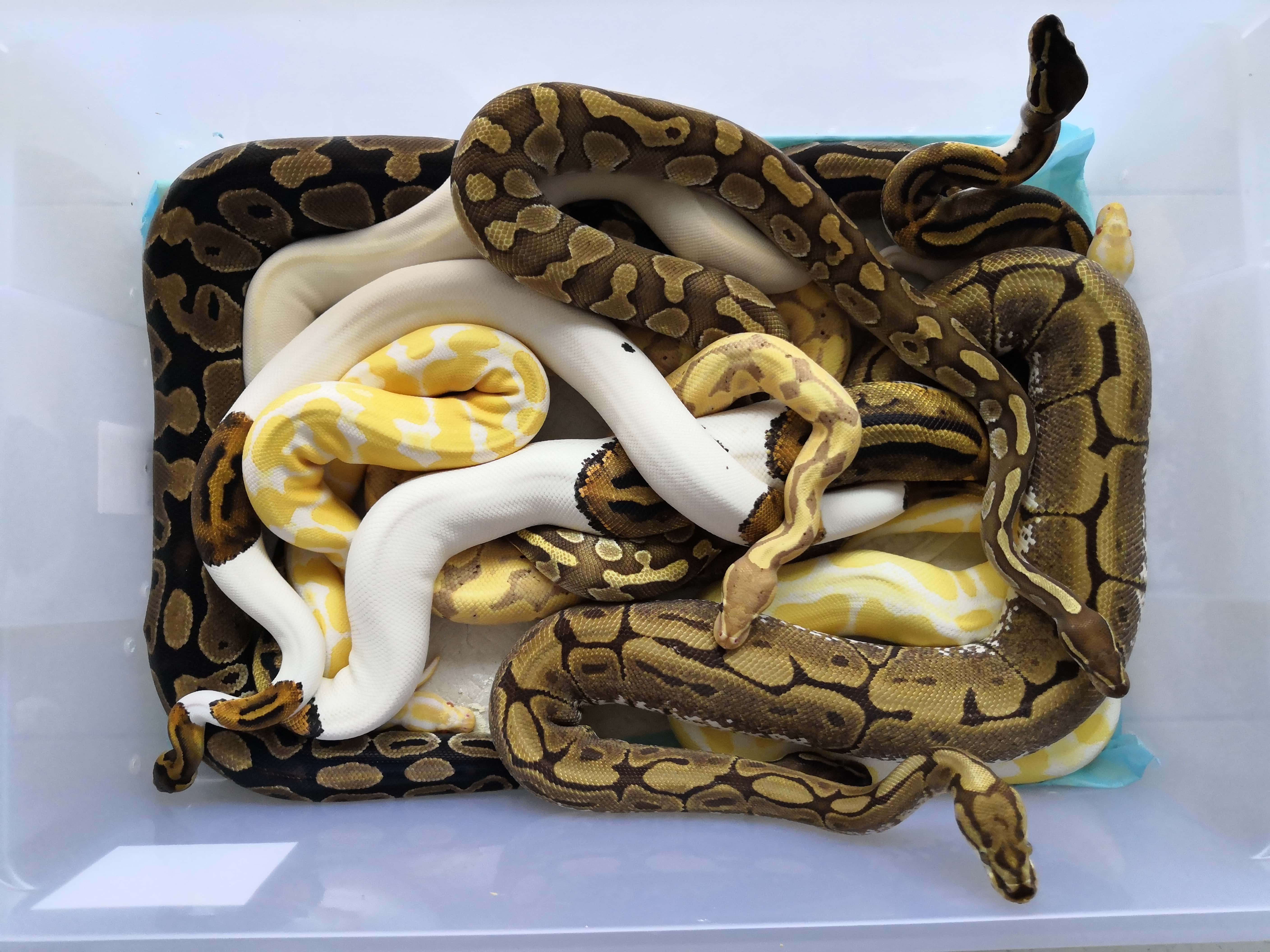 Bizarre True Stories facts