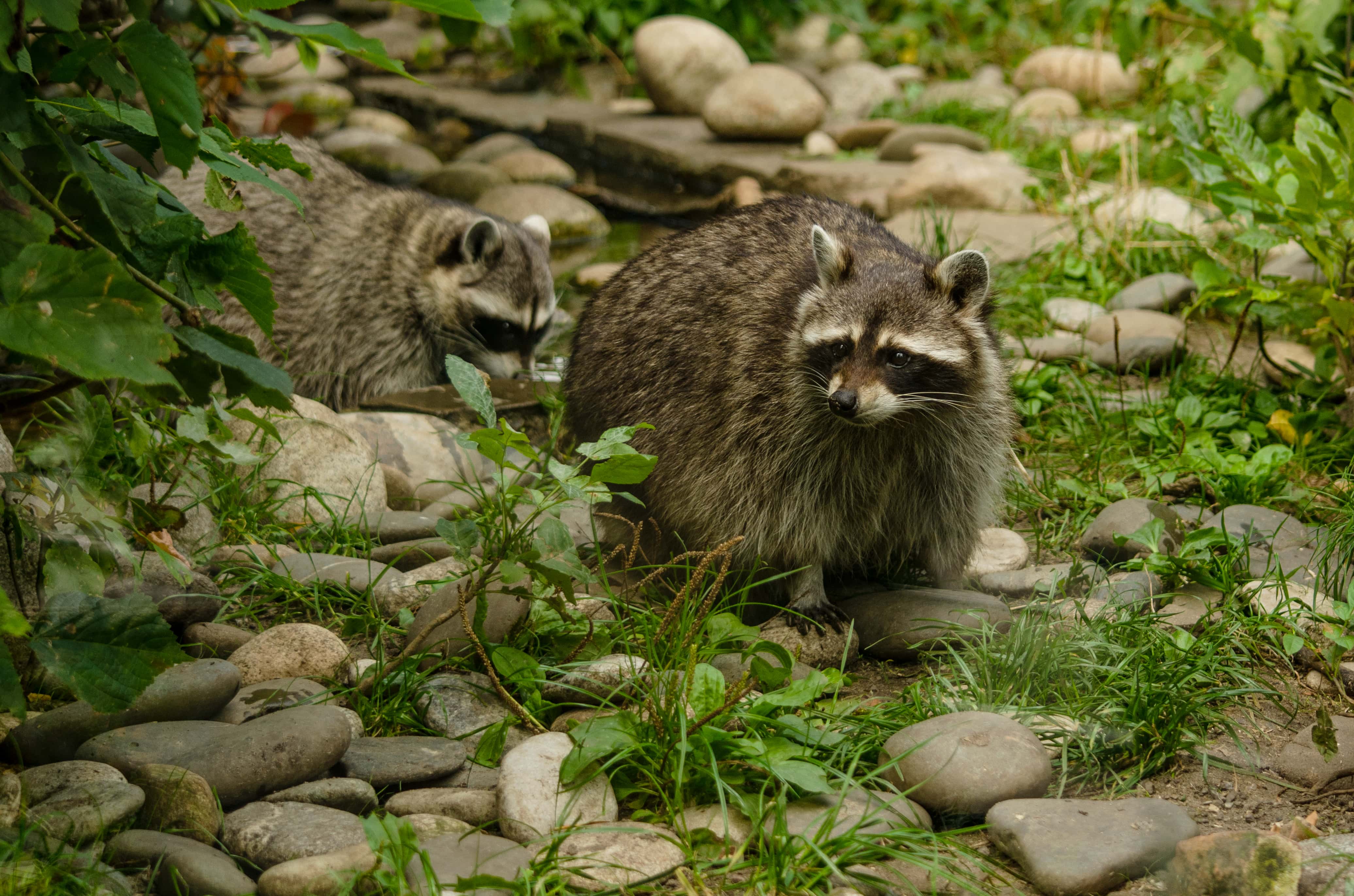 Terrifying Camping Experiences facts