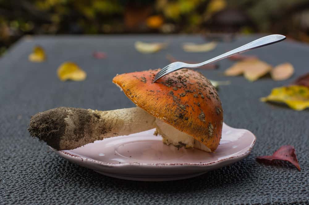 Agrippina The Younger Facts